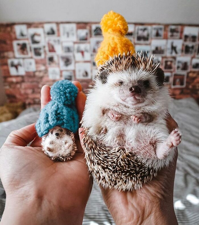 Cute felted pet hedgehog with a blue hat and real hedgehog wearing a yellow hat, held in hands.