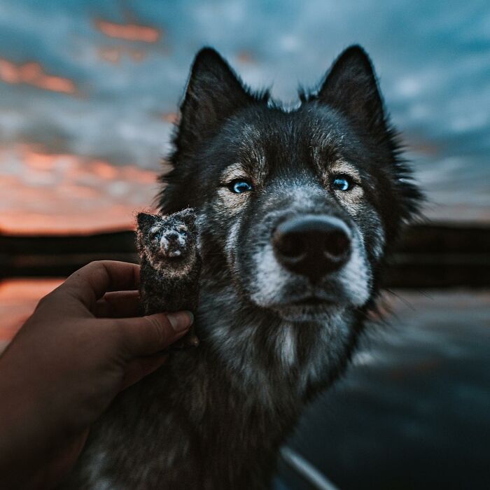 Cute felted pet dog with striking blue eyes held up against a sunset backdrop.