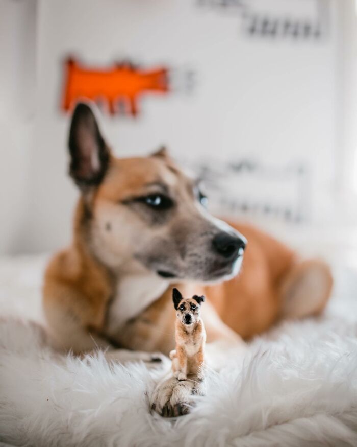 A cute felted pet version beside the real dog, showcasing the artist's adorable craft.