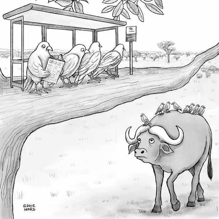 Birds using a tree bus stop while more birds sit on a buffalo, part of single-panel comics by Eddie Ward.