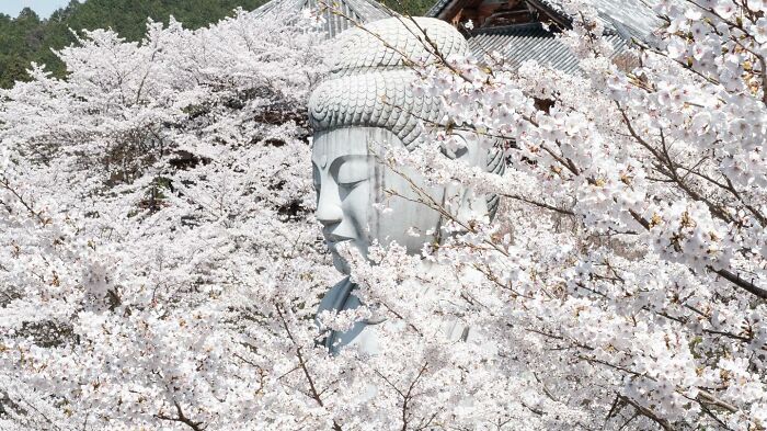 Statue of a Buddha head perfectly framed by blooming cherry blossoms, showcasing a lucky coincidence in nature.