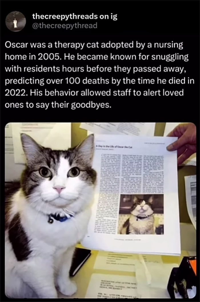 Therapy cat known for predicting deaths in nursing home, featured in spooky facts about our world disturbing stories.