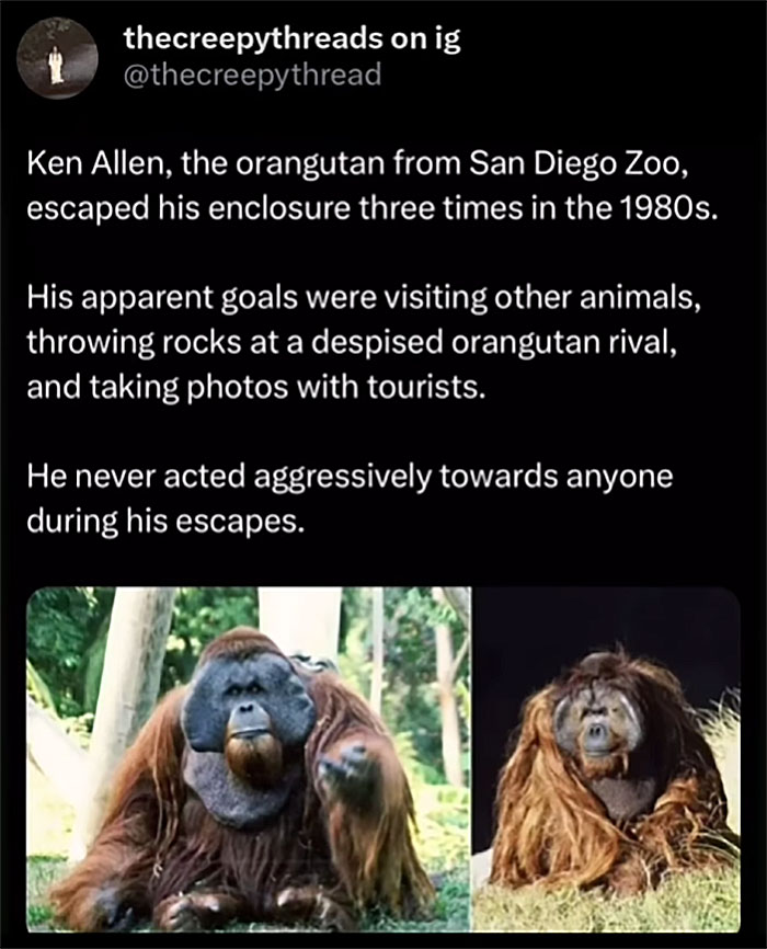 Orangutan Ken Allen escaped his enclosure multiple times, visiting animals and tourists, a spooky fact about our world.