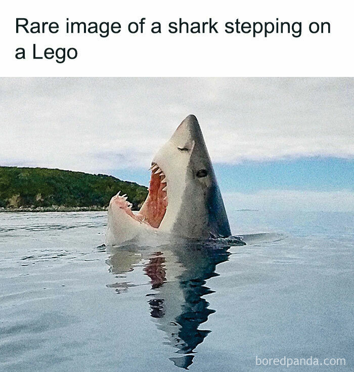 Shark in the ocean with mouth open, captioned with sarcastic meme about stepping on a Lego.