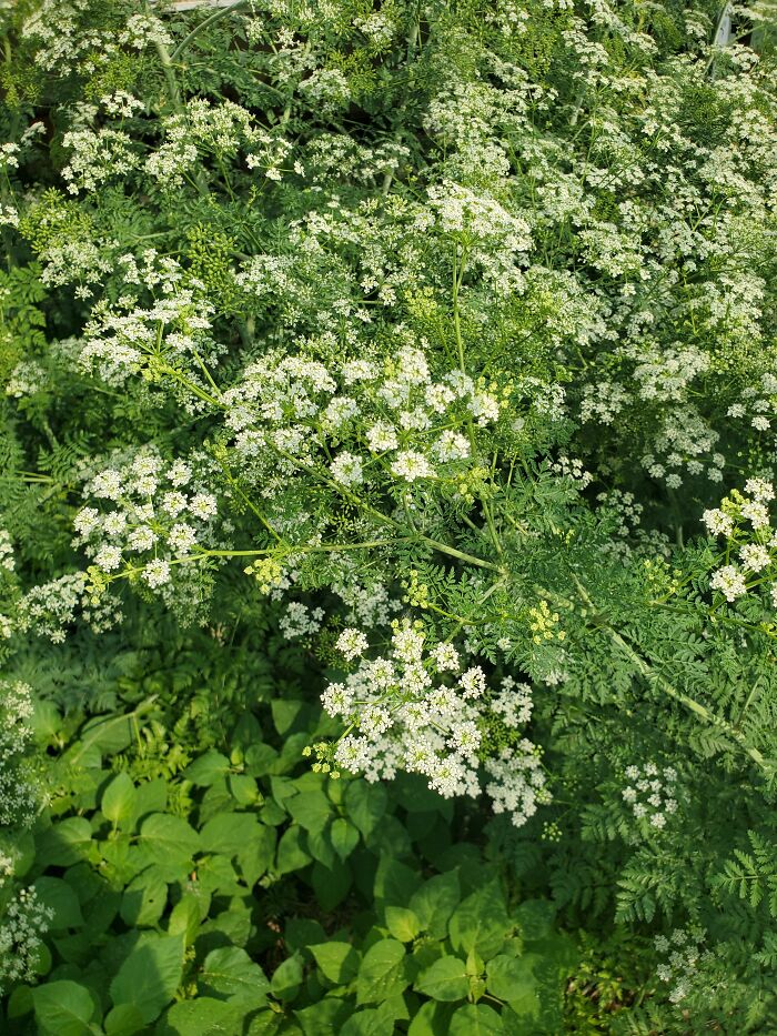 Dangerous wild hemlock plant with green foliage and white flowers in a dense cluster outdoors.