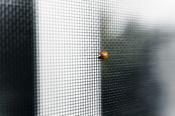 A ladybug on a mesh screen, illustrating strange European window designs.