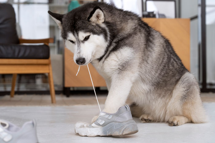 Adopted dog chewing on a sneaker inside a living room, illustrating behavioral issues.