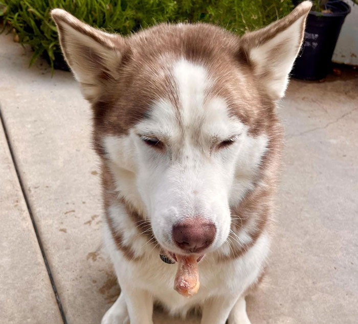 Brown and white husky with a bone in its mouth, looking downcast. Adopted dog's behavior causing tension.
