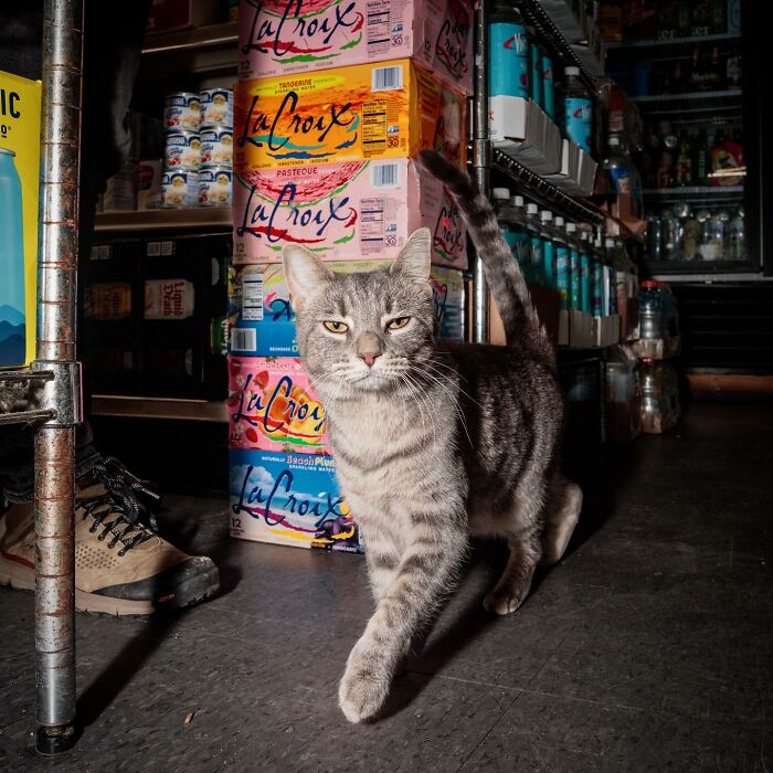 NYC’s Bodega Cats Are Getting The Care They Deserve Thanks To Our Fundraiser NYC’s Bodega Cats Are Getting The Care They Deserve Thanks To Our Fundraiser