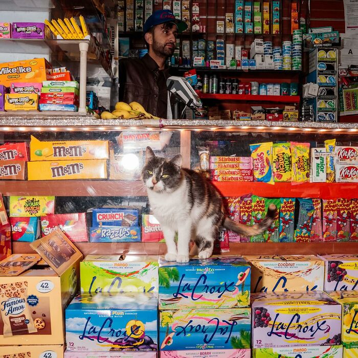 NYC’s Bodega Cats Are Getting The Care They Deserve Thanks To Our Fundraiser NYC’s Bodega Cats Are Getting The Care They Deserve Thanks To Our Fundraiser
