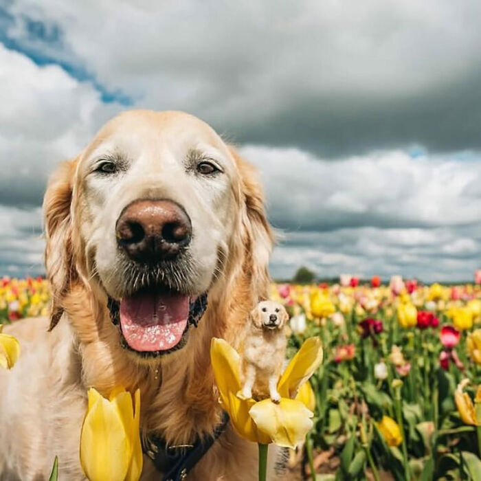 Golden retriever with a cute felted version in a vibrant tulip field.