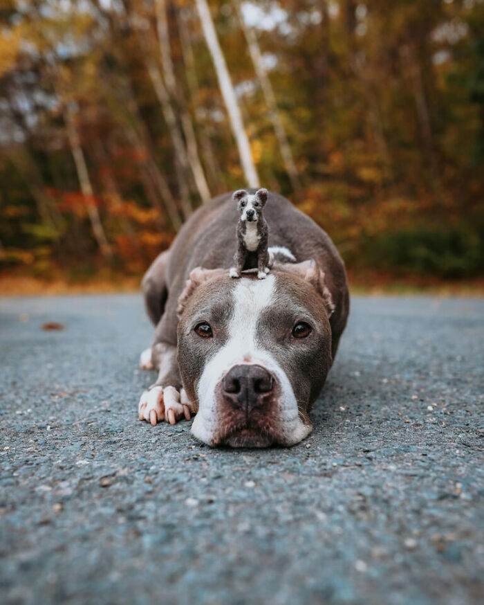 Dog lying on the ground with a cute felted version of itself on its head.