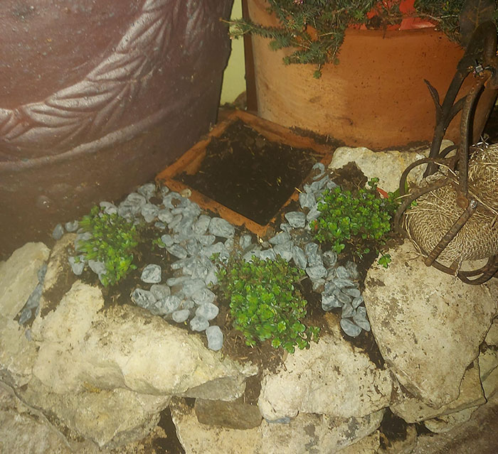 Empty pot surrounded by rocks and small plants, possibly after a plant thief incident.