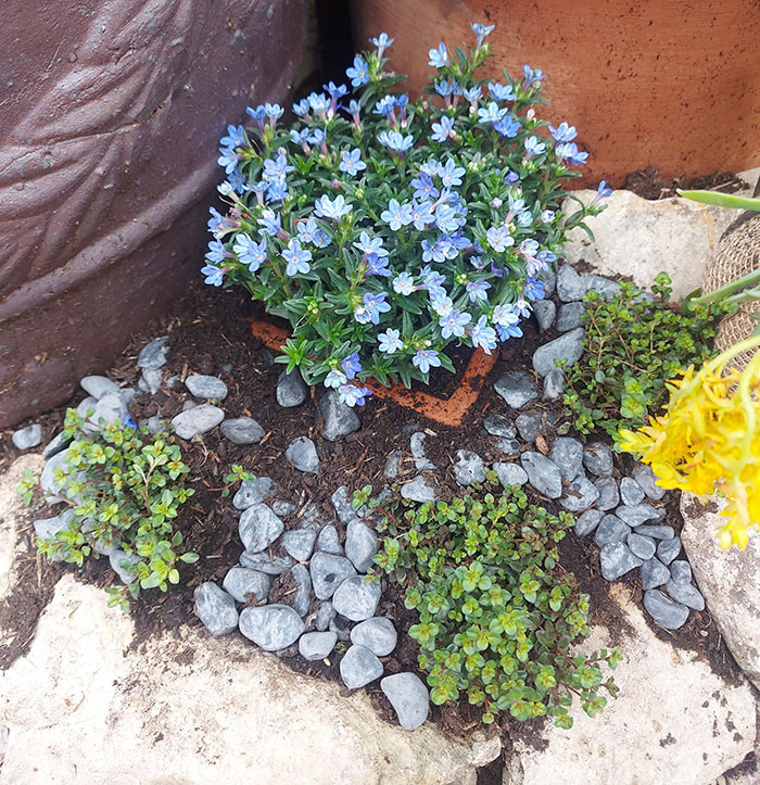 Colorful flowers and pebbles arranged in a garden setting, highlighting a contrast after a plant thief's visit.