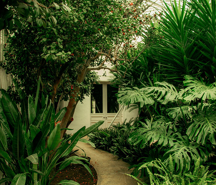 Lush garden with various green plants near a white building, illustrating the theme of plant thief vigilance.