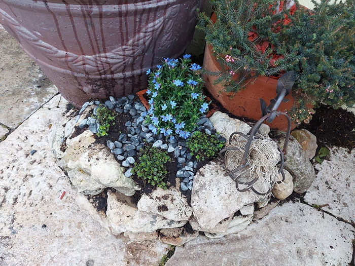 Rock garden with vibrant blue flowers, leafy green plants, and stone containers, possibly affected by a plant thief.