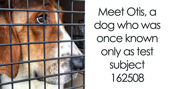 After A Year Of Cruelty As A Test Subject, This Dog Finally Knows What It Means to Be Loved