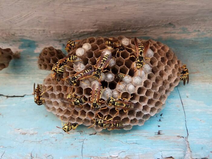 Wasps on a nest, illustrating potential danger and the importance of trusting your gut instinct.
