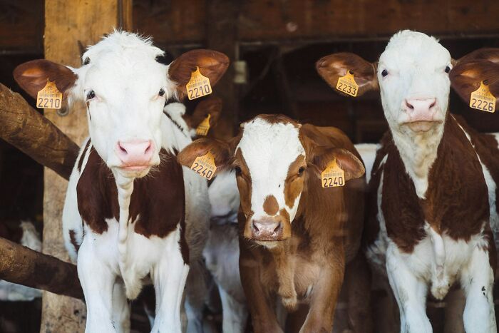 Three tagged cows standing confidently in a barn, showcasing a mix of curious and calm expressions.