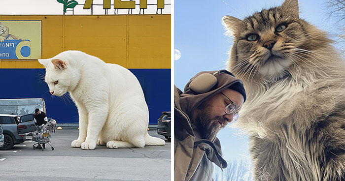 If Cats Were Giants: 24 Surreal Images Created By This Artist (New Pics)