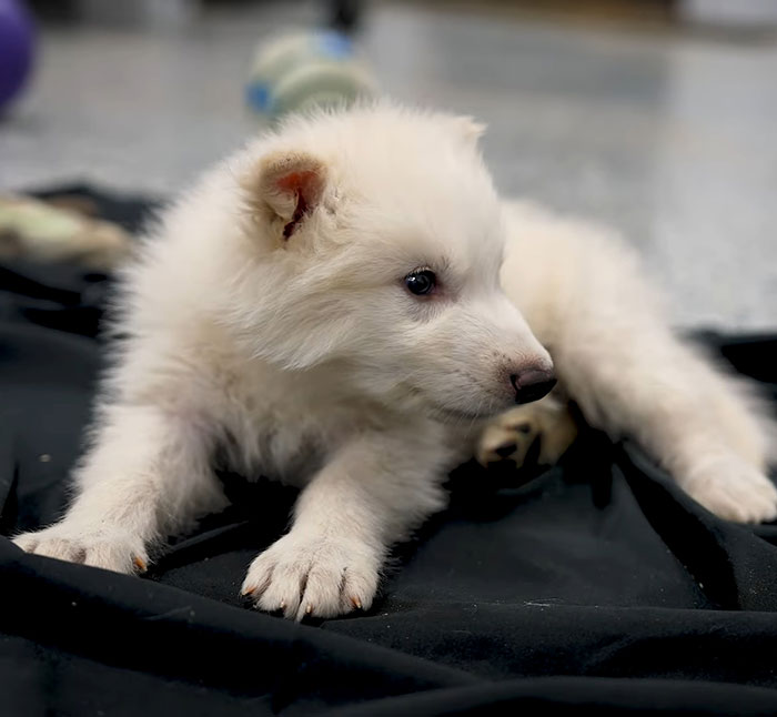 White dire wolf puppy lying on a black surface, related to 'Game of Thrones' and ethical debates on their resurrection.