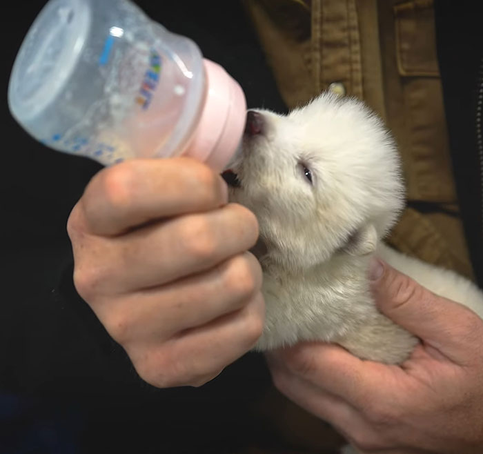 A person bottle-feeding a small white dire wolf puppy.