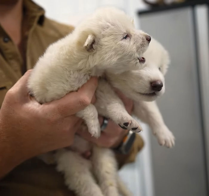 Person holding two white dire wolf puppies, related to extinction debate.