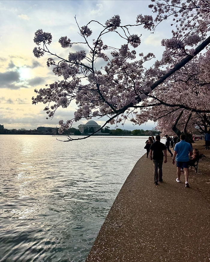 Cherry blossoms by the water with people walking, capturing a serene spring moment near the Jefferson Memorial.
