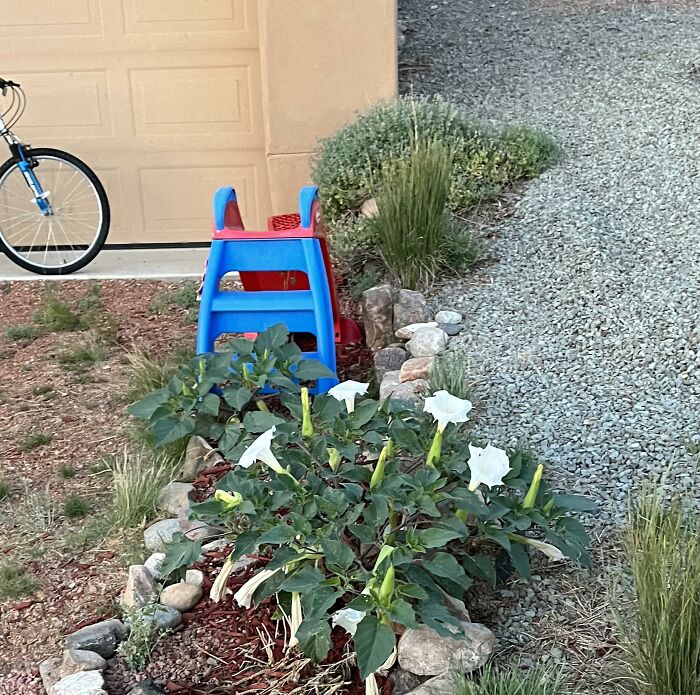 A child's slide placed near a dangerous flowering plant in a garden setting.