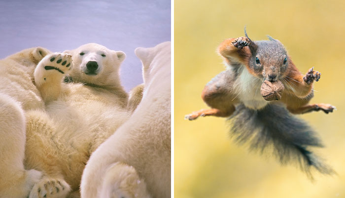 Our Community’s 50 Favorite Nature And Animal Photography Moments, Captured By Talented Photographers