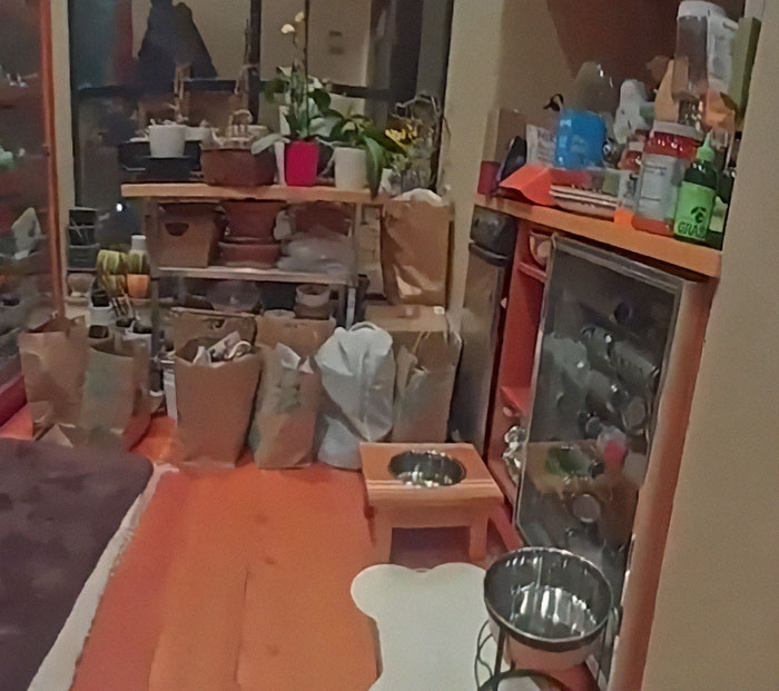 Gene Hackman's dog's bowls in a kitchen area surrounded by groceries and plants.