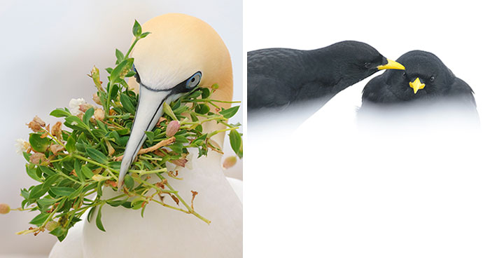 37 Breathtaking Photos Depicting The Lives Of Wild Birds By Jose Manuel Grandío