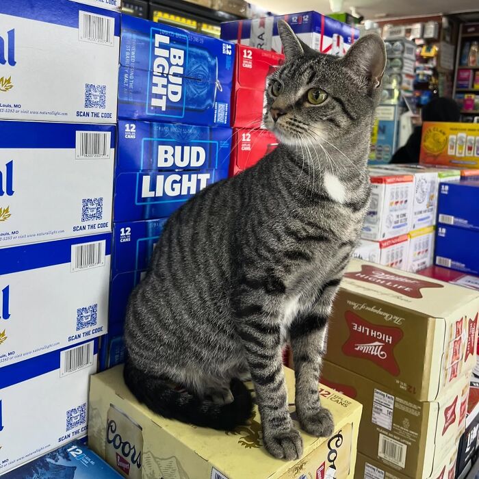 NYC’s Bodega Cats Are Getting The Care They Deserve Thanks To Our Fundraiser NYC’s Bodega Cats Are Getting The Care They Deserve Thanks To Our Fundraiser