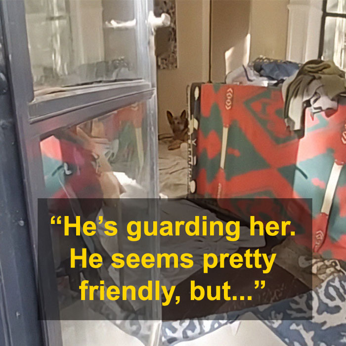 Gene Hackman's dog watching over room, with furniture and a quote overlayed about his protective nature.