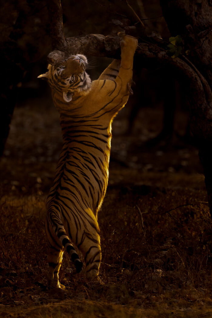 Tiger climbing a tree captured by nature photographers showcasing breathtaking moments in wildlife photography.
