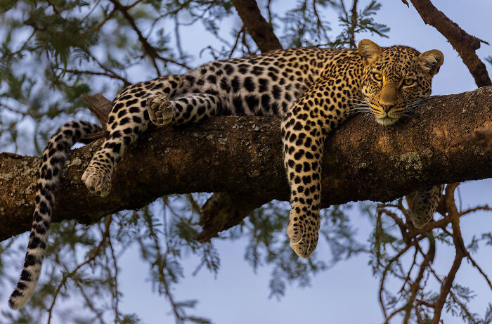 Leopard resting on a tree branch, captured by nature photographers showcasing breathtaking wildlife moments.