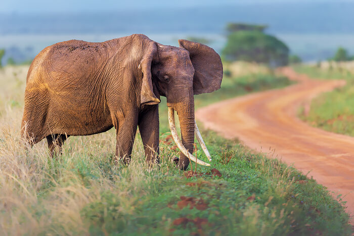 Elephant standing beside a dirt road in the wild, captured by photographers showcasing nature’s breathtaking moments.