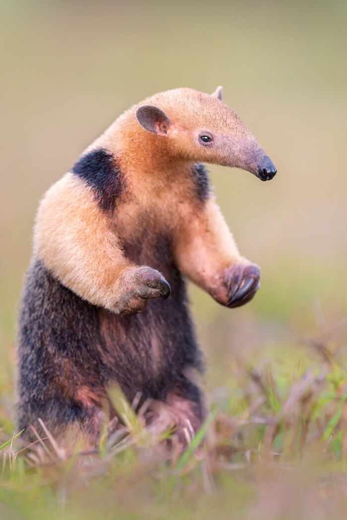 Nature photographers capture a close-up of a standing anteater showcasing nature’s breathtaking moments in wildlife.