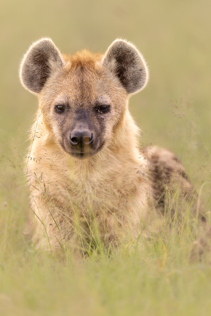 Close-up of a hyena resting in tall grass, showcasing nature's breathtaking moments captured by photographers.
