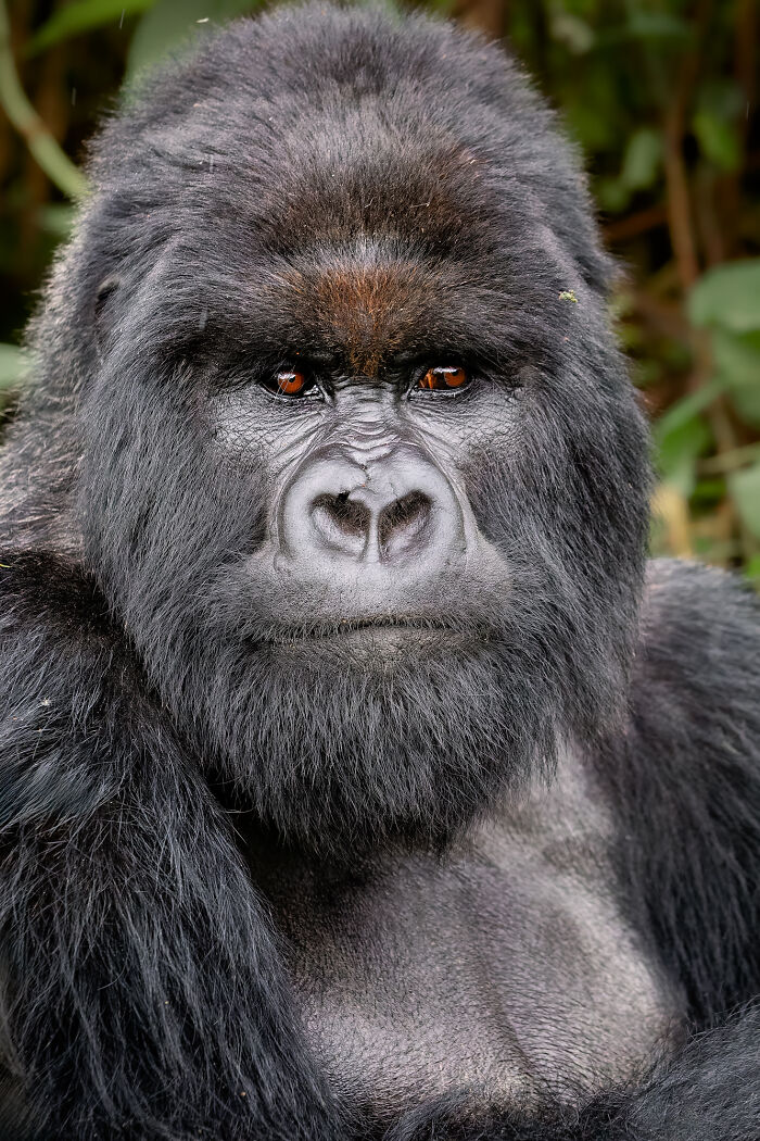 Close-up of a gorilla in natural habitat showcasing nature’s breathtaking moments captured by photographers.
