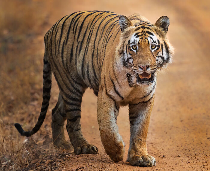 Bengal tiger walking on a dirt path in forest captured by photographers showcasing nature’s breathtaking moments.