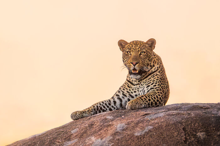 Leopard resting on a rock captured by photographers showcasing nature’s most breathtaking moments in wildlife photography.