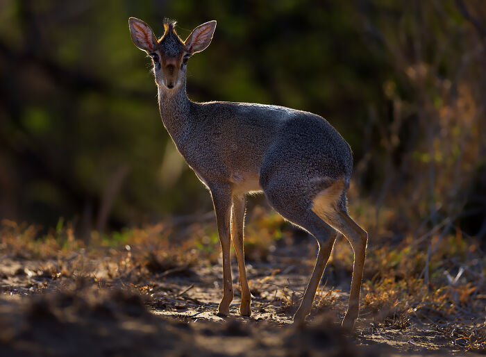Dik-dik standing in natural habitat, showcasing nature’s most breathtaking moments captured by photographers.