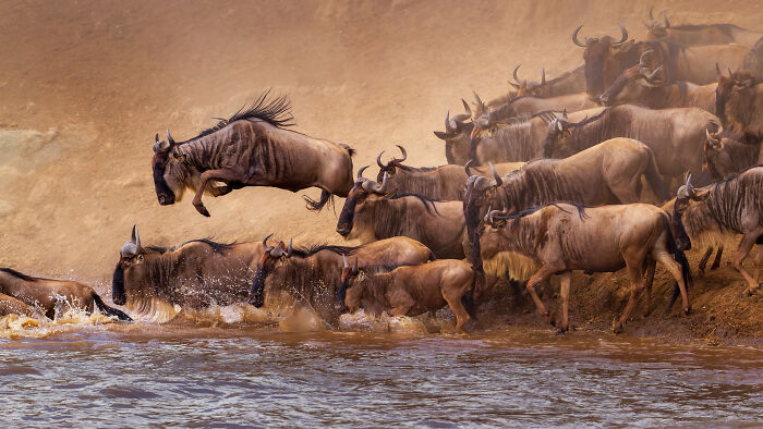 Herd of wildebeests crossing river with one leaping, nature photography capturing breathtaking wildlife moments.