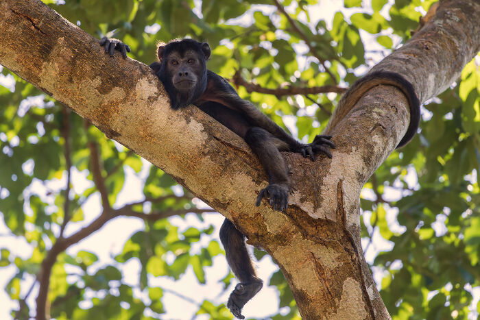 Black howler monkey resting on a tree branch, captured in a breathtaking nature moment by talented photographers.