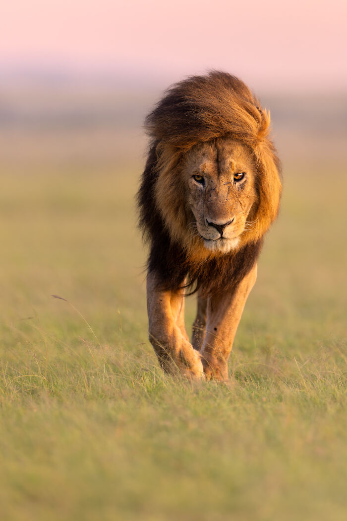 Lion walking through tall grass during sunset, showcasing breathtaking nature moments captured by photographers.