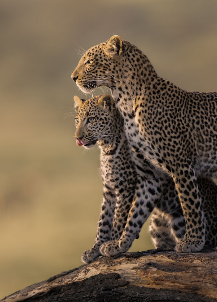 Two leopards captured in nature’s breathtaking moments, standing alert on a log with a soft blurred background.