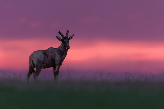 Antelope standing in a field at sunset, showcasing nature’s breathtaking moments captured by photographers.