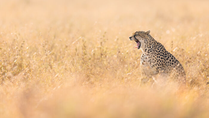 Cheetah sitting in tall dry grass, captured by nature photographers showcasing breathtaking moments in the wild.