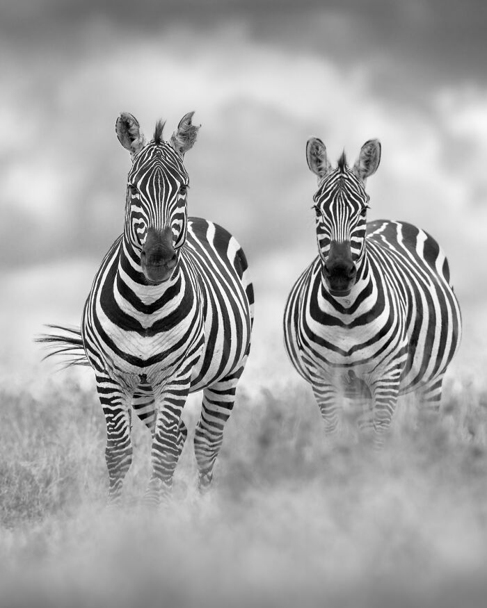 Two zebras standing in tall grass captured by photographers showcasing nature’s breathtaking moments in black and white.